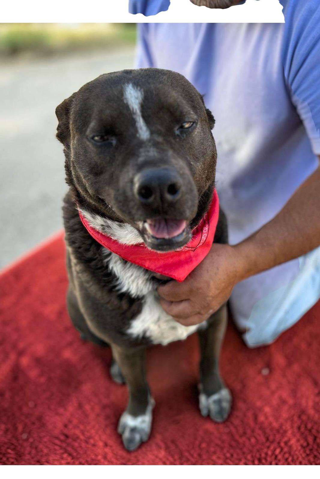 Macy , adopted, Adult Female Pit Bull Terrier & Australian Cattle Dog / Blue Heeler.