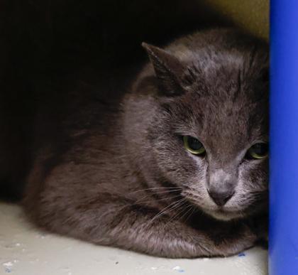 Enlarge Sugar Plum, a Adoptable mixed breed in Baraboo, WI image 1/3