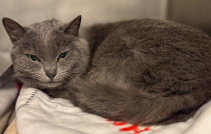 Sugar Plum, Adoptable, Adult Female Domestic Short Hair & Domestic Short Hair.