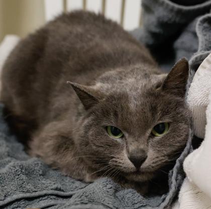 Enlarge Sugar Plum, a Adoptable mixed breed in Baraboo, WI image 2/3