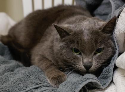 Enlarge Sugar Plum, a Adoptable mixed breed in Baraboo, WI image 3/3