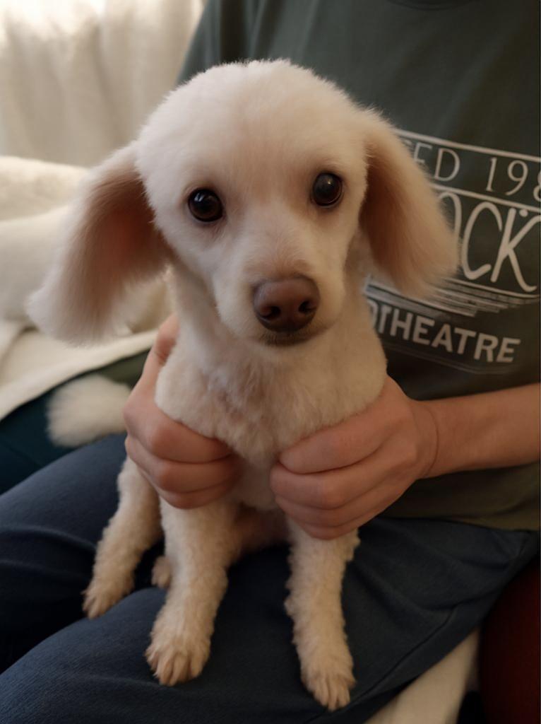 Benny (TN), a Adoptable Poodle in Chattanooga, TN image 1/2