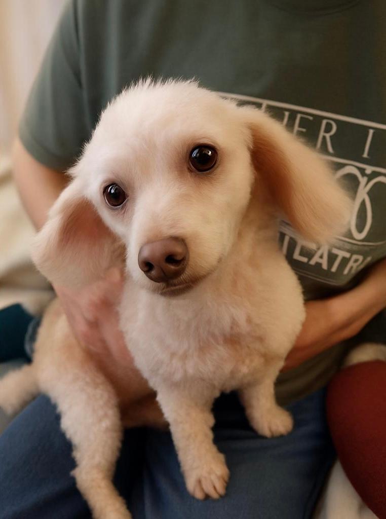 Benny (TN), a Adoptable Poodle in Chattanooga, TN image 2/2