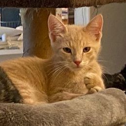 Enlarge Giovanni , a Adopted American Shorthair in Satellite Beach, FL image 1/2