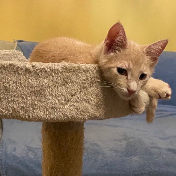 Enlarge Giovanni , a Adopted American Shorthair in Satellite Beach, FL image 2/2