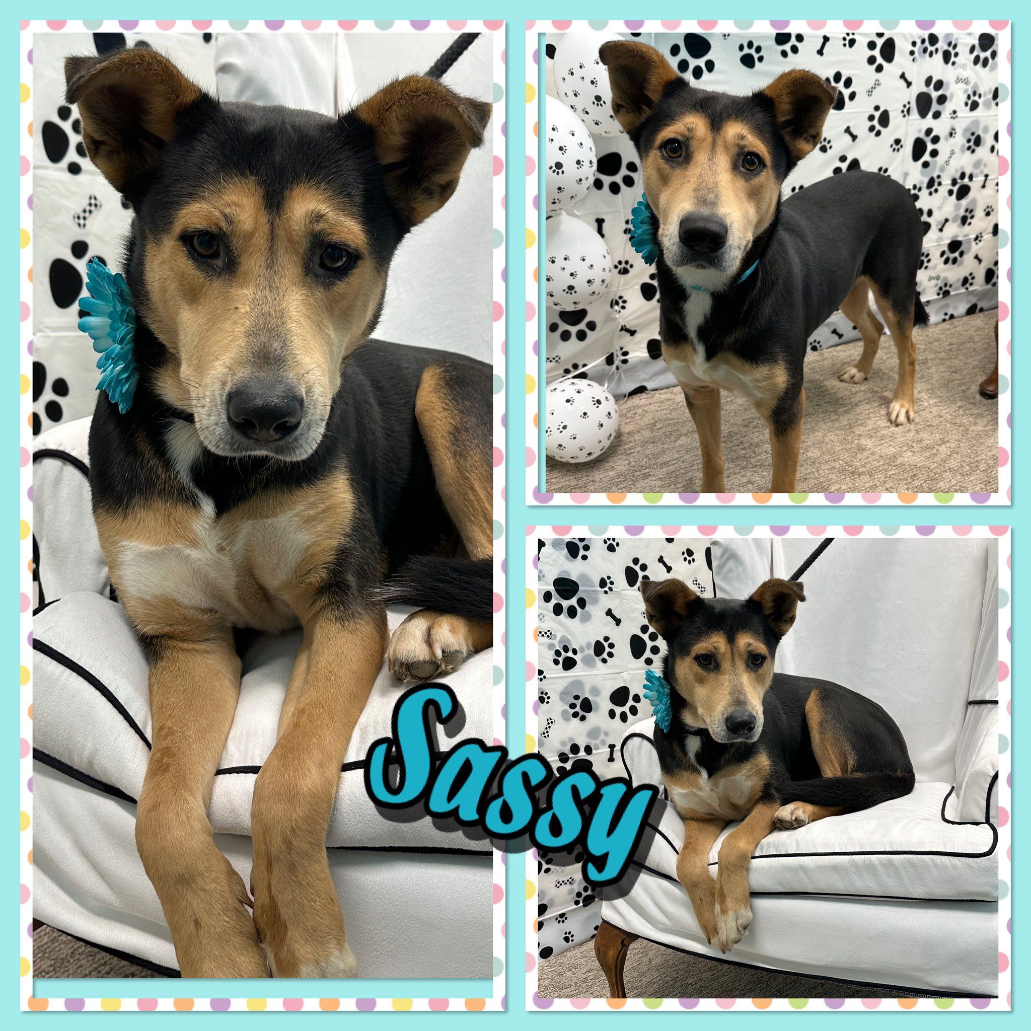 Enlarge Sassy, a Adoptable mixed breed in Seagoville, TX image 1/1