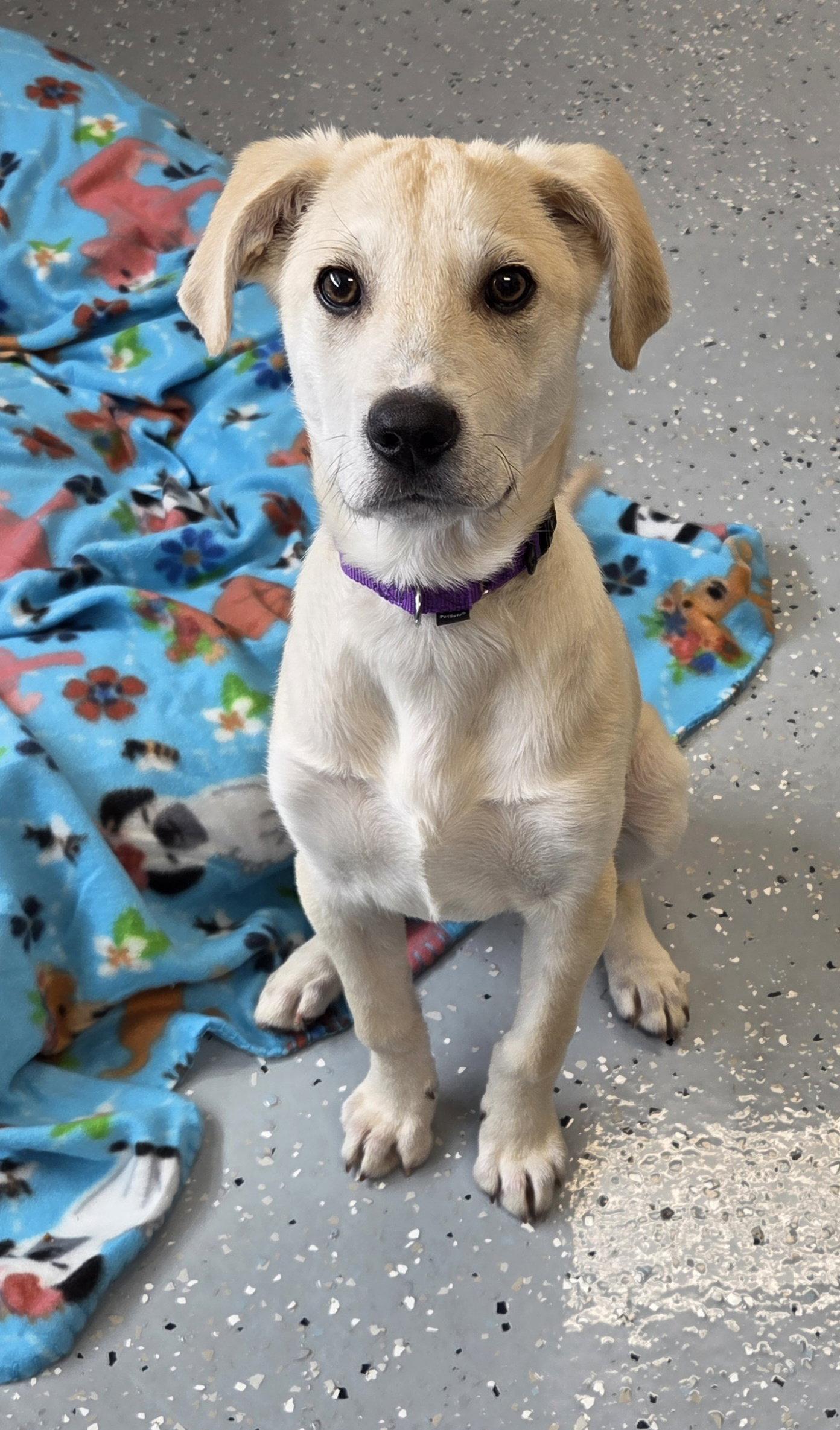 Ricky, Adoptable, Young Male Labrador Retriever.
