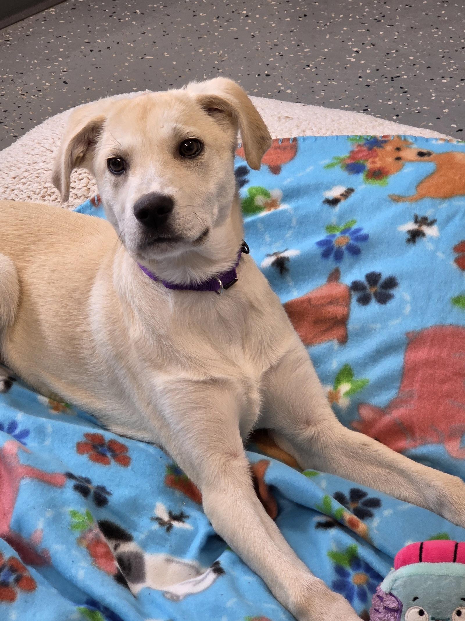 Enlarge Ricky, a Adoptable Labrador Retriever in Greenville, IL image 2/2