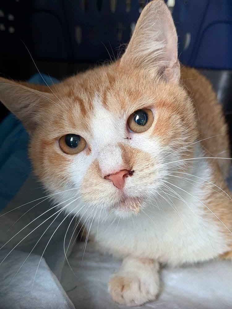 Thomas, Adoptable, Adult Male Domestic Short Hair.