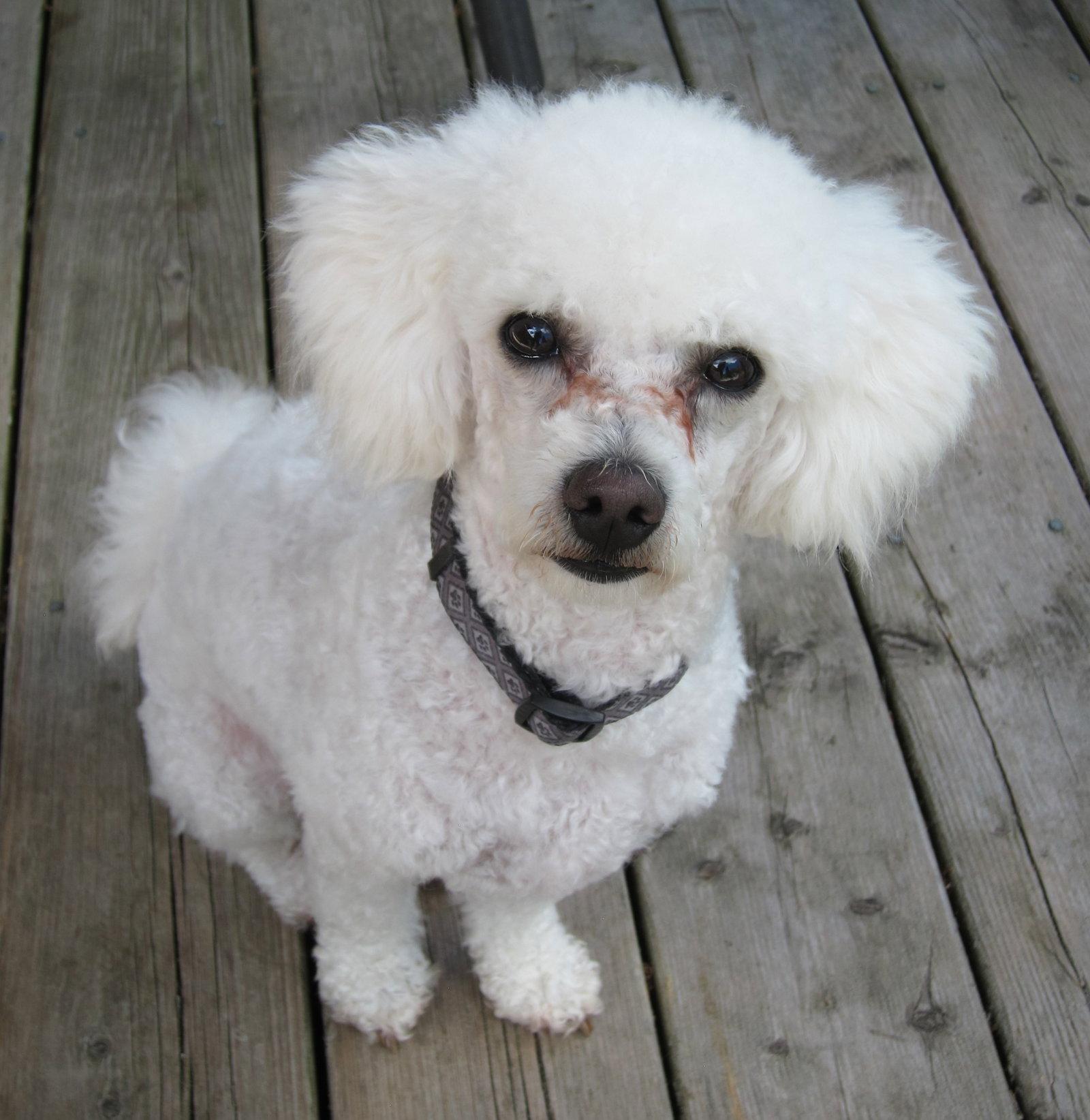 Leo, Adoptable, Adult Male Poodle.