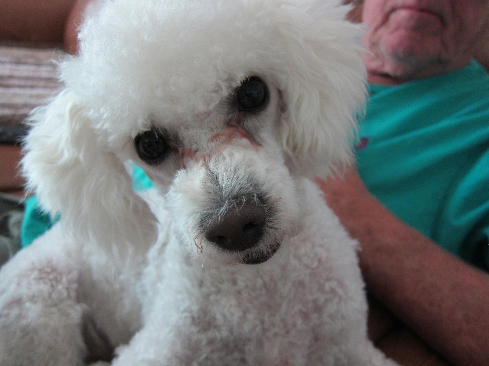 Leo, a Adoptable Poodle in Etobicoke, ON image 2/3