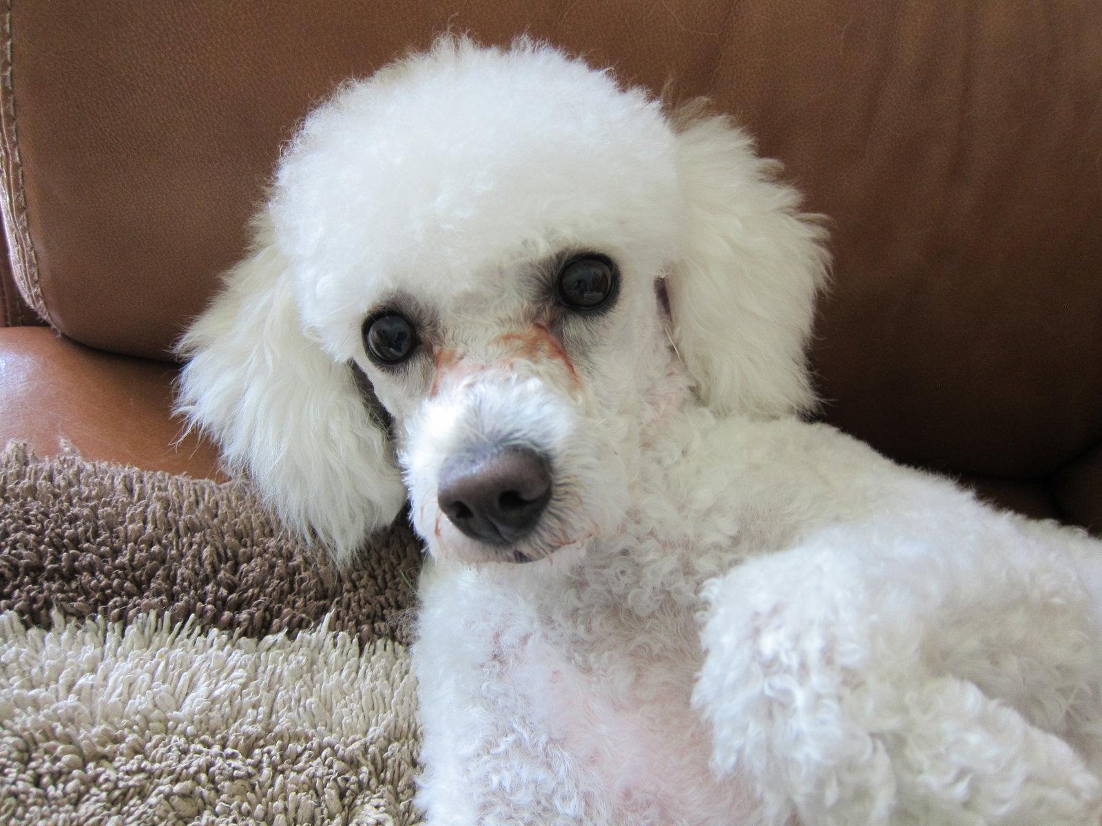 Leo, a Adoptable Poodle in Etobicoke, ON image 3/3
