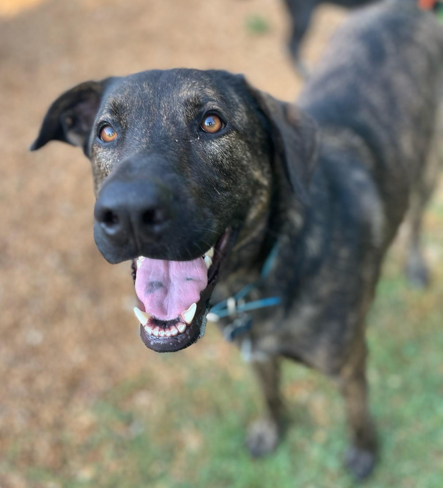 Enlarge Claus, a Adoptable Mixed Breed in Rossville, TN image 5/6