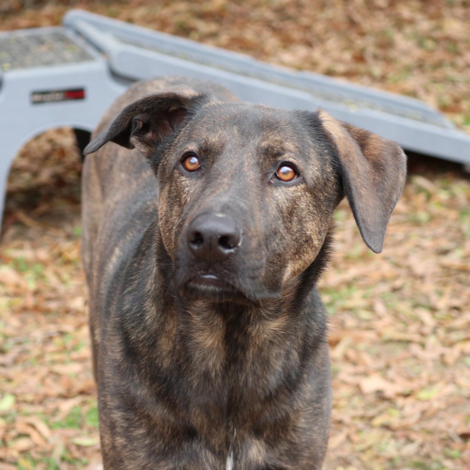 Claus, Adult Male Mixed Breed