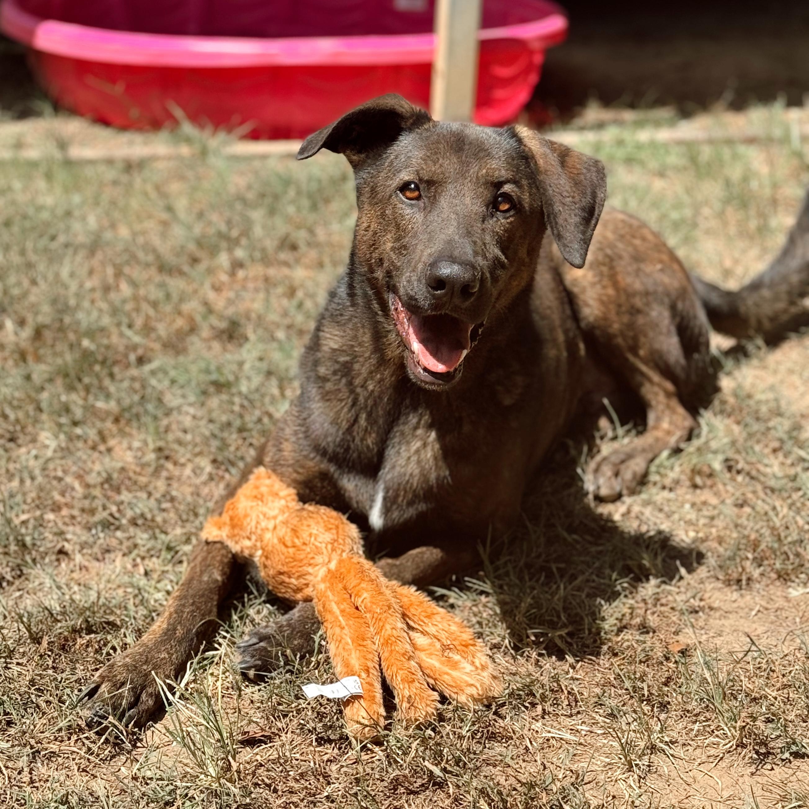 Claus, Adoptable, Adult Male Mixed Breed & Shepherd.