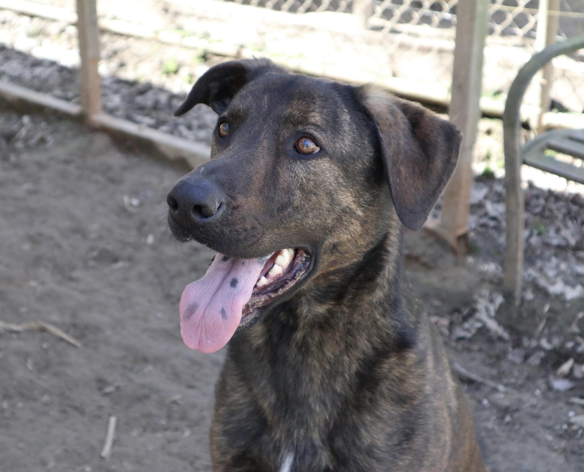 Enlarge Claus, a Adoptable Mixed Breed in Rossville, TN image 3/6