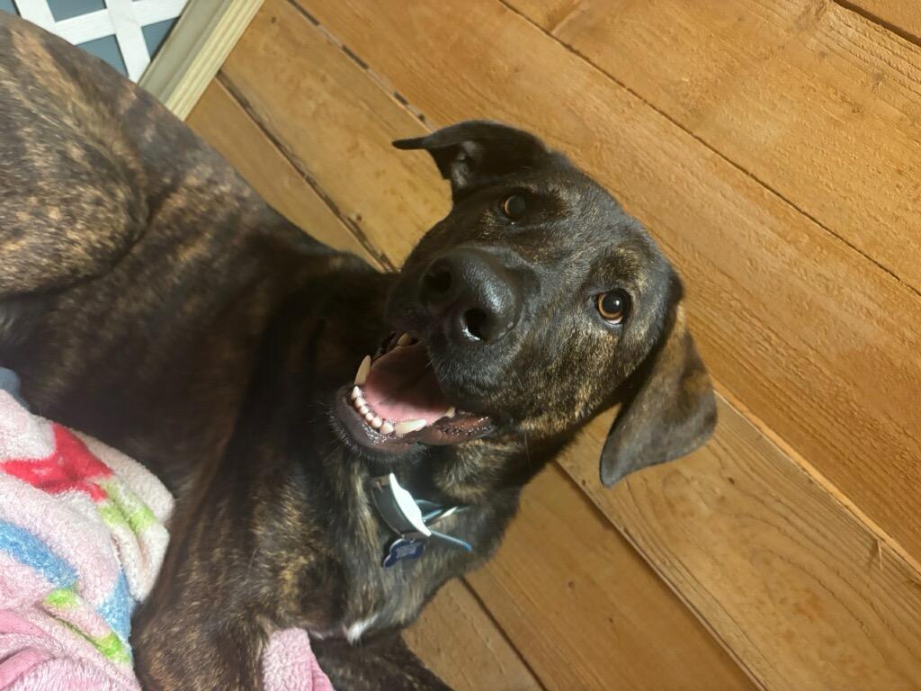 Enlarge Claus, a Adoptable Mixed Breed in Rossville, TN image 6/6