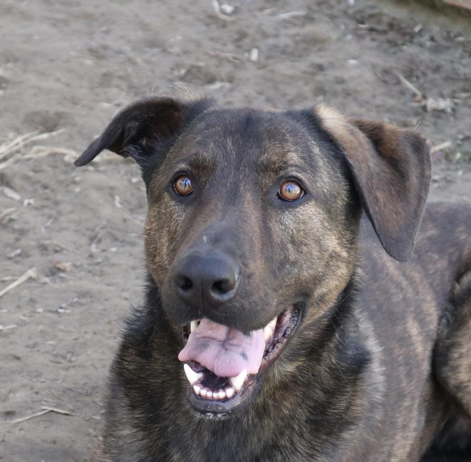 Enlarge Claus, a Adoptable Mixed Breed in Rossville, TN image 4/6