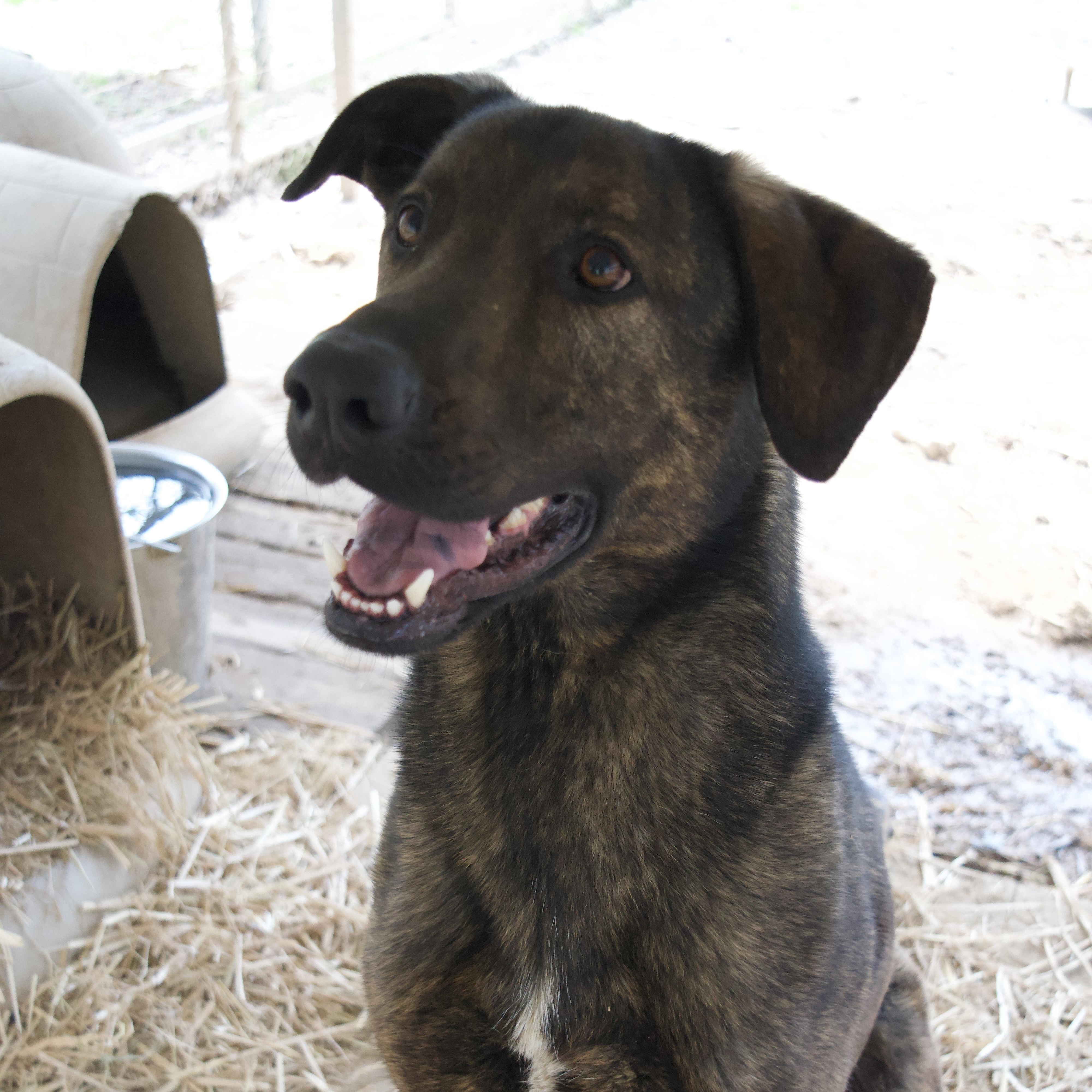 Claus, a Adoptable Mixed Breed in Rossville, TN image 3/6