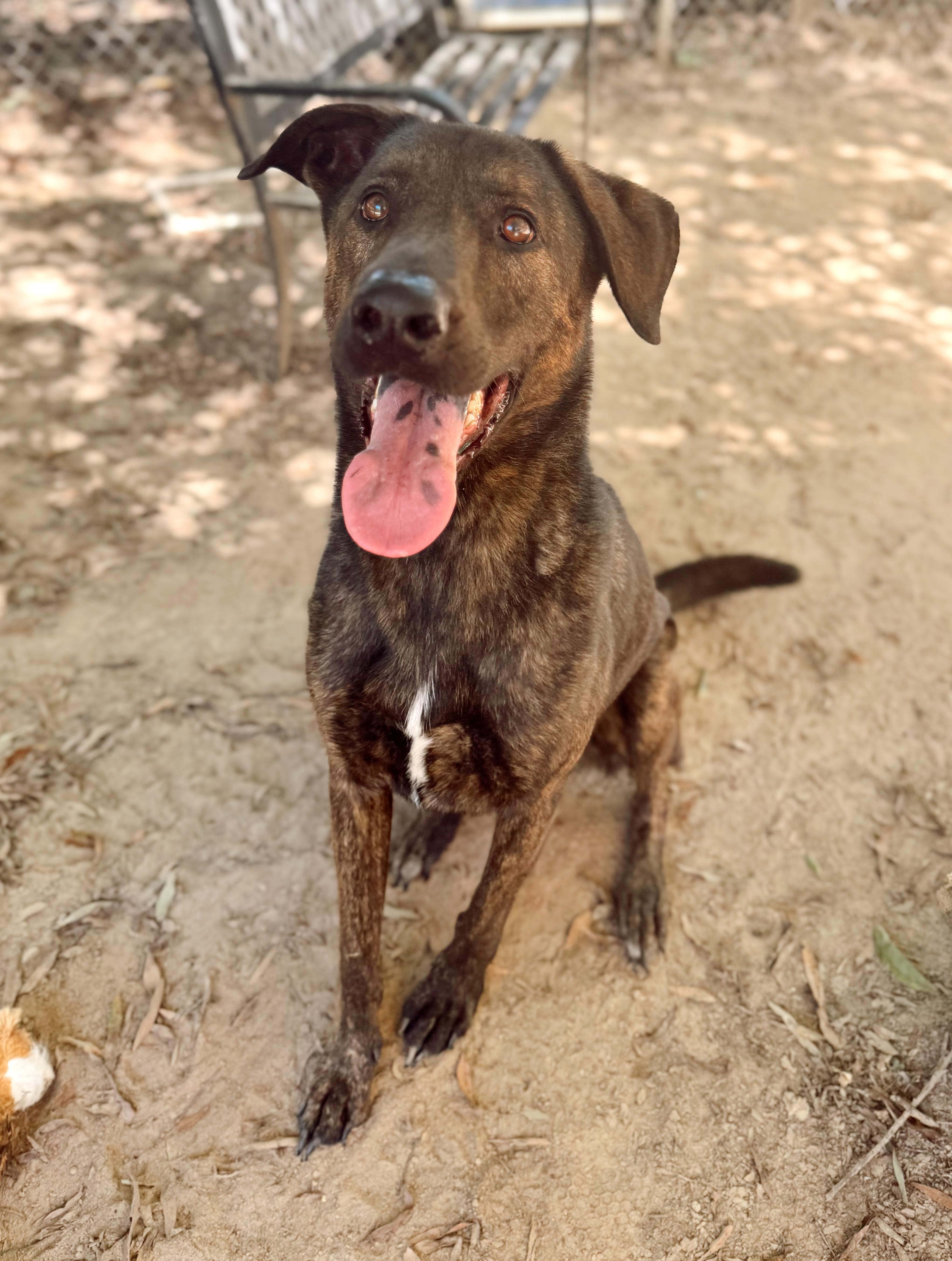 Enlarge Claus, a Adoptable mixed breed in Rossville, TN image 2/6