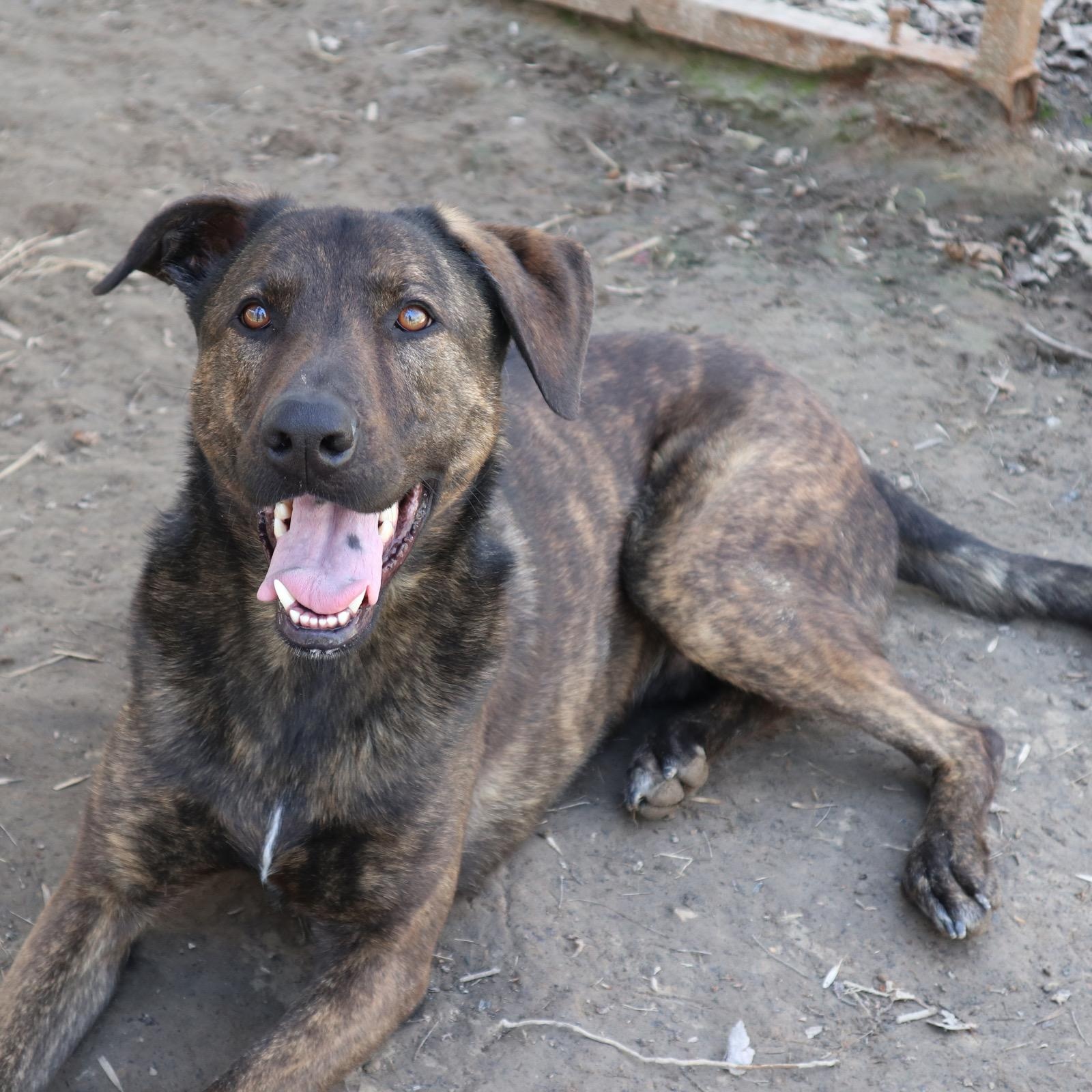 Enlarge Claus, a Adoptable Mixed Breed in Rossville, TN image 2/6