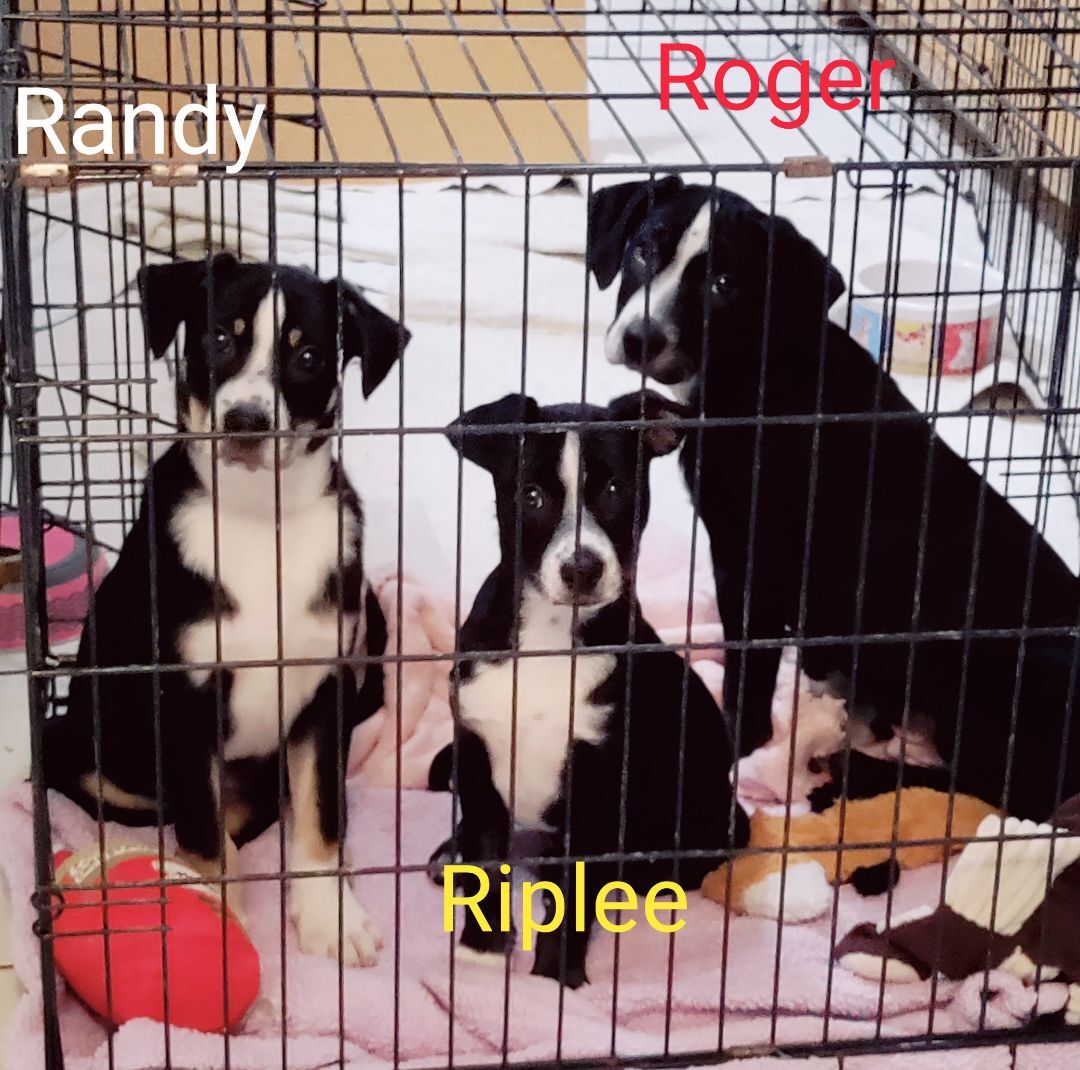 Riplee, a Adopted mixed breed in Saint Louis, MO image 2/17