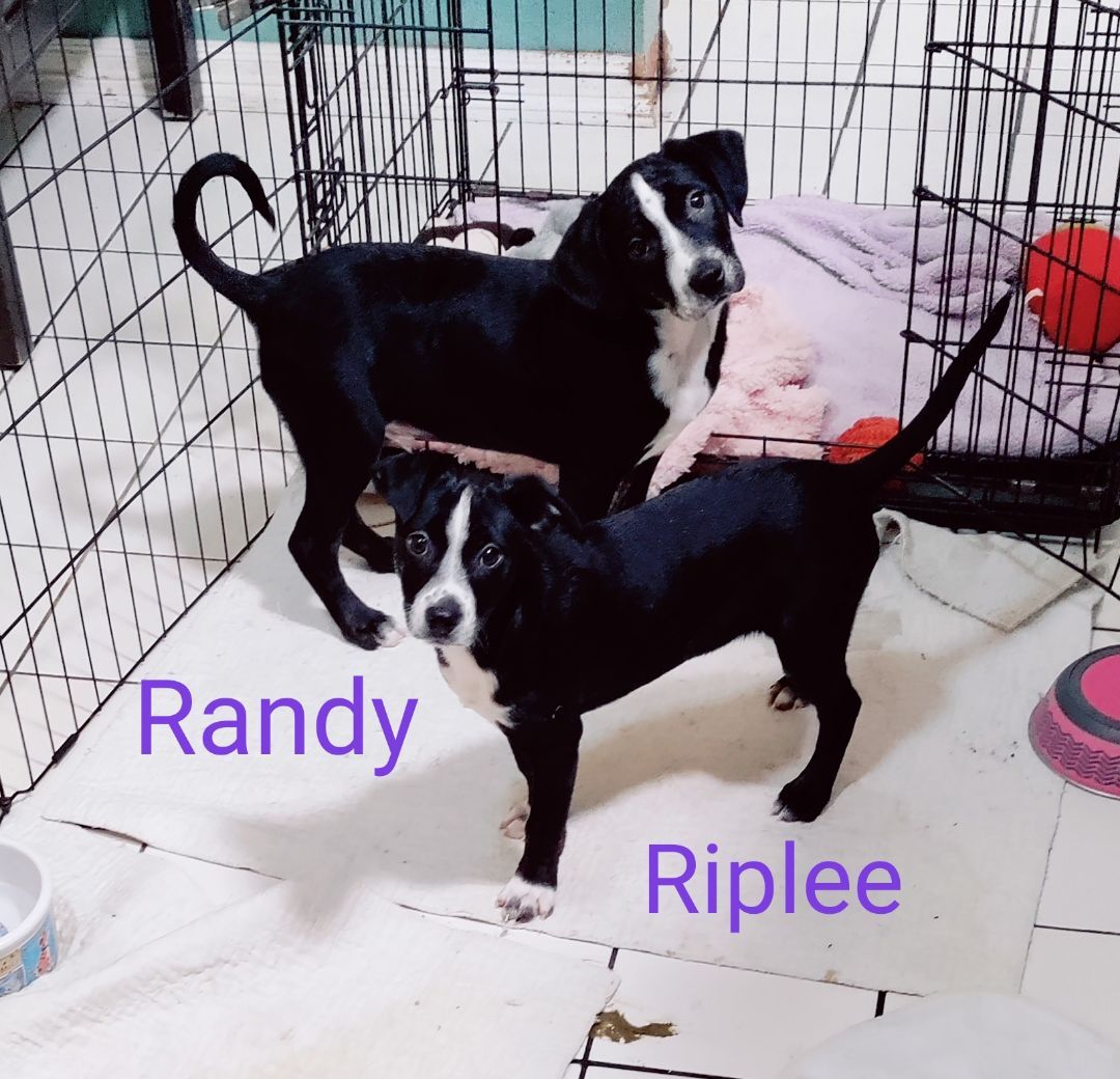 Riplee, a Adopted mixed breed in Saint Louis, MO image 3/17