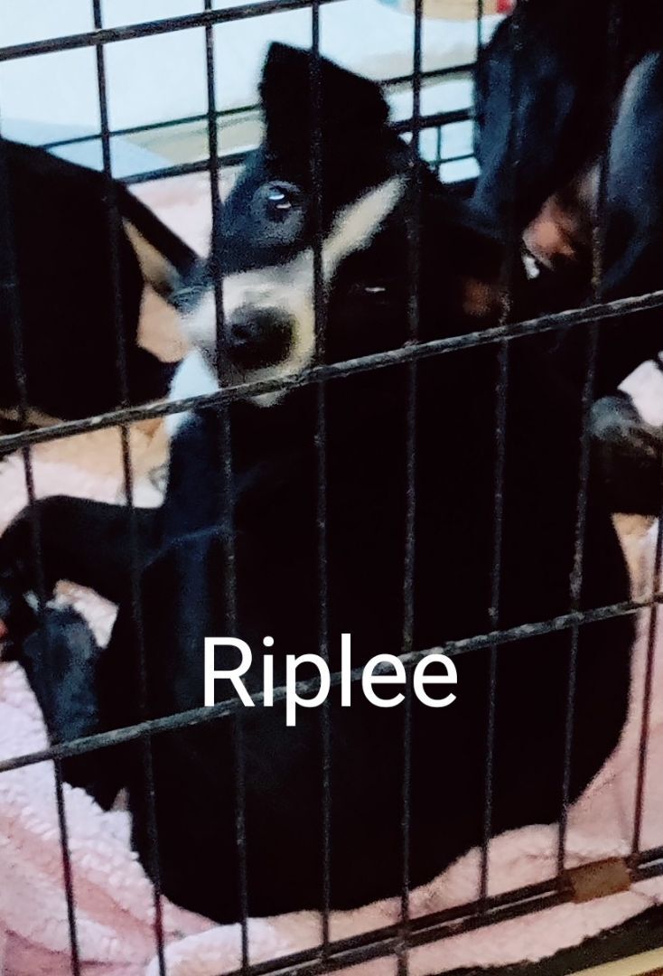 Riplee, a Adopted mixed breed in Saint Louis, MO image 6/17