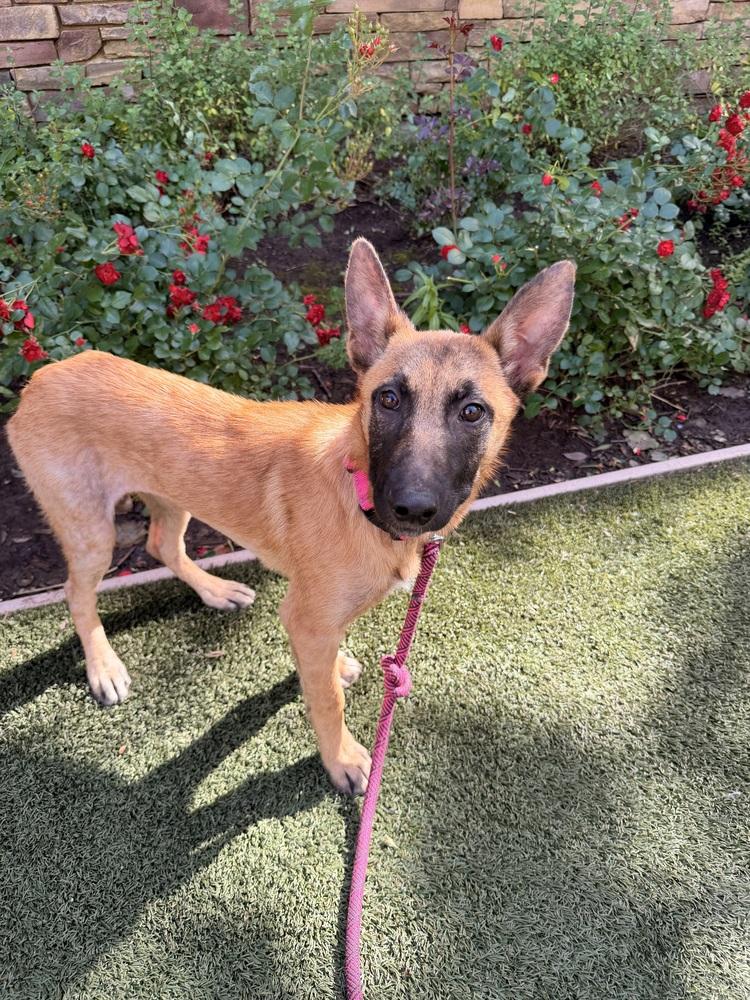 Cami, Adoptable, Puppy Female Belgian Shepherd / Malinois.