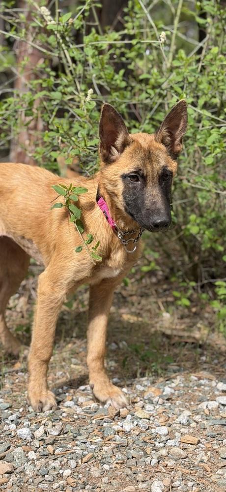 Enlarge Cami, a Adoptable mixed breed in Pleasant Hill, CA image 2/6