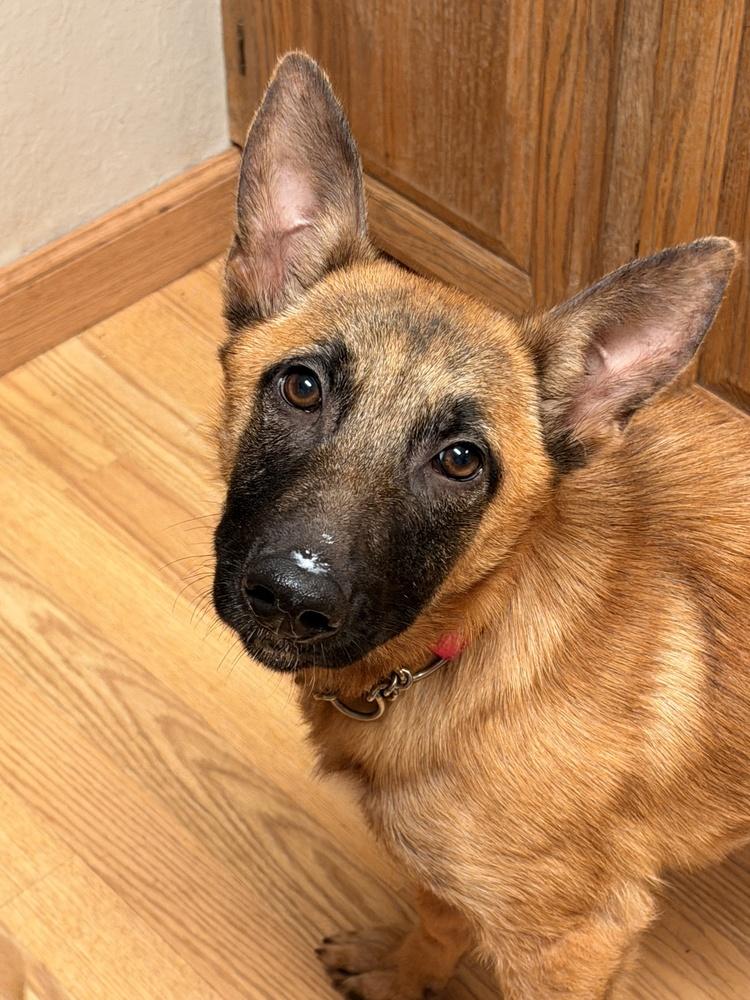 Enlarge Cami, a Adoptable mixed breed in Pleasant Hill, CA image 3/6