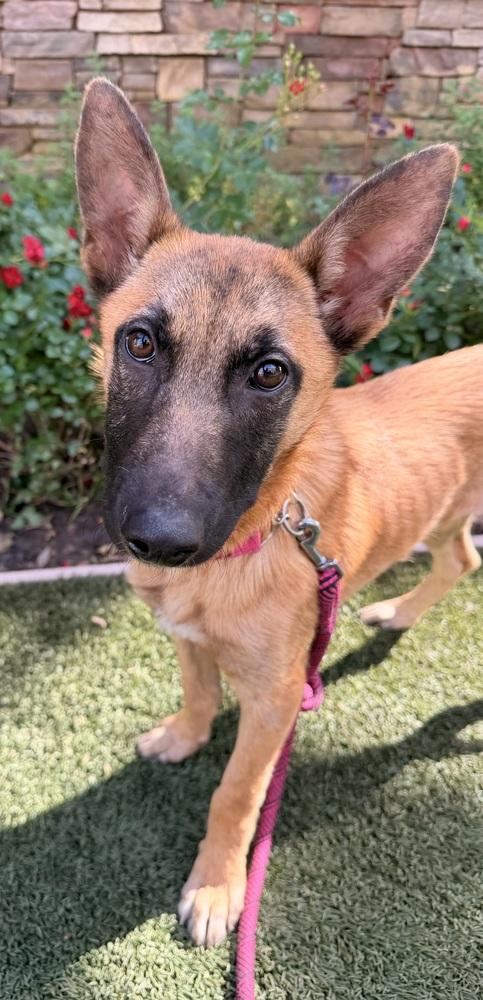 Enlarge Cami, a Adoptable mixed breed in Pleasant Hill, CA image 4/6