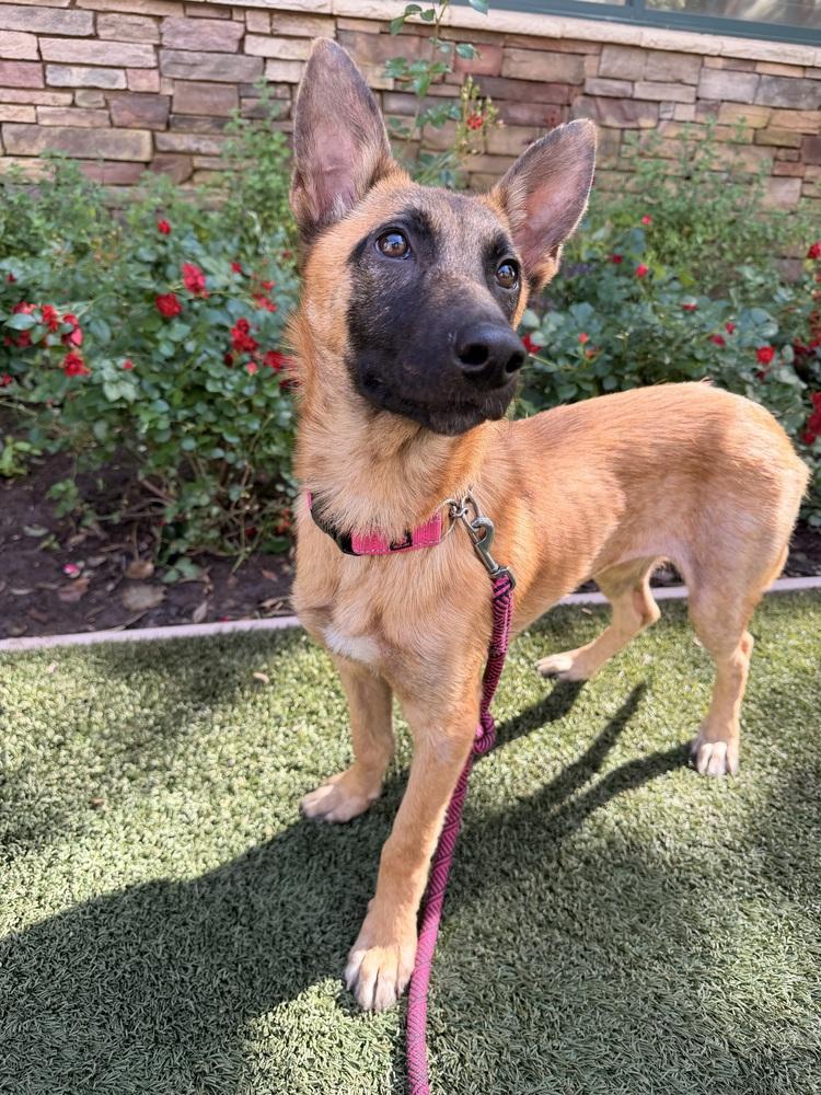 Enlarge Cami, a Adoptable mixed breed in Pleasant Hill, CA image 5/6