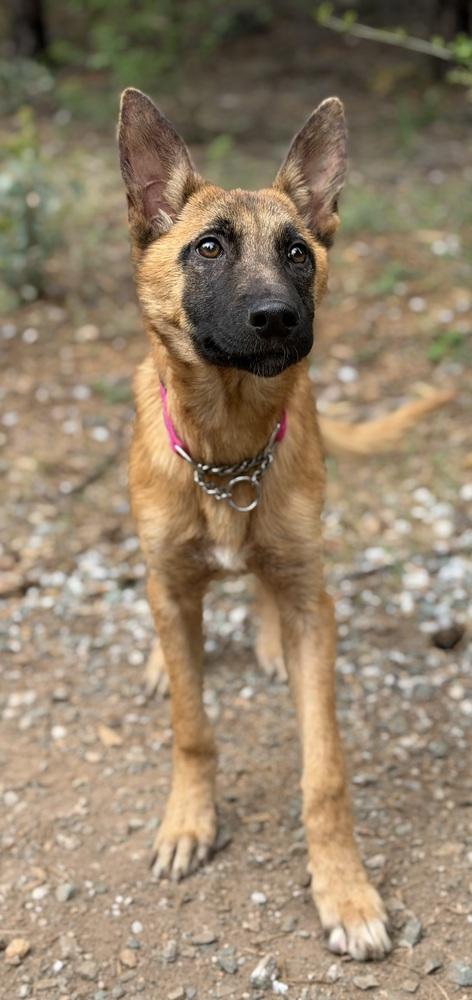 Enlarge Cami, a Adoptable mixed breed in Pleasant Hill, CA image 6/6