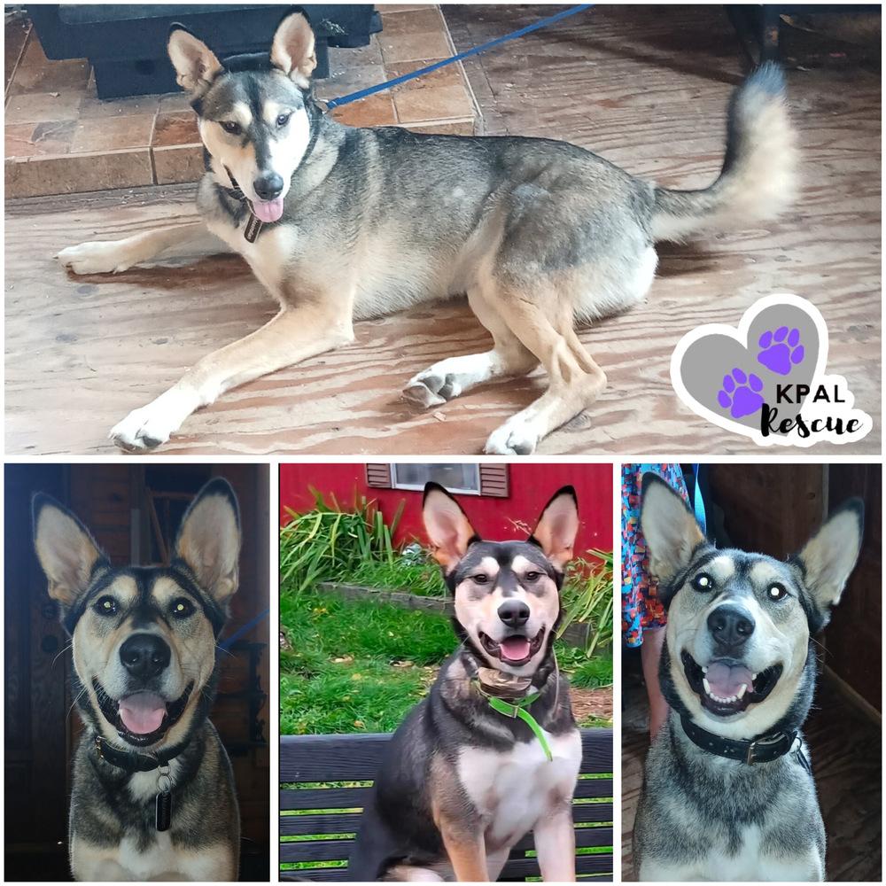 Maximilian “Max”, Adoptable, Adult Male Husky & Mixed Breed.