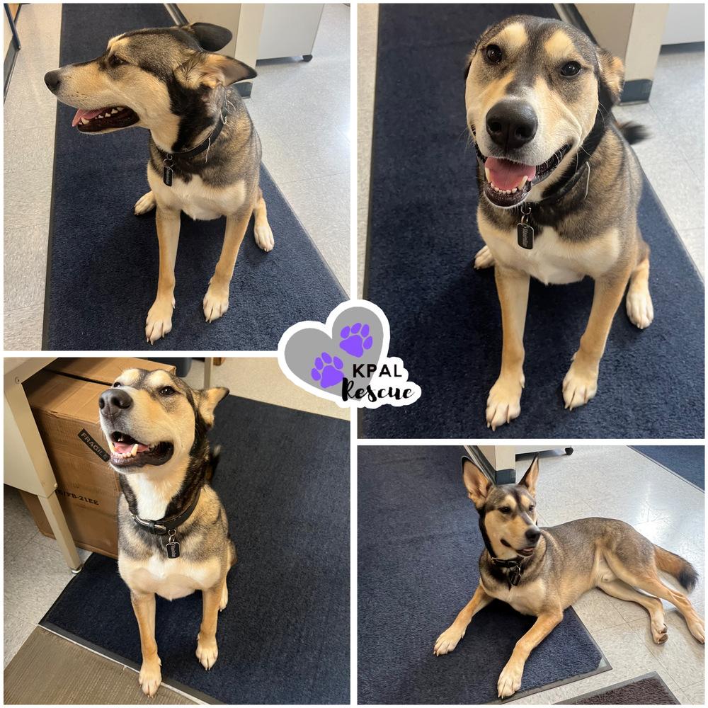 Enlarge Maximilian “Max”, a Adoptable mixed breed in Kenai, AK image 2/2