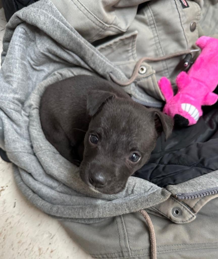 Onyx, Adoptable, Puppy Female Pit Bull Terrier & Mixed Breed.