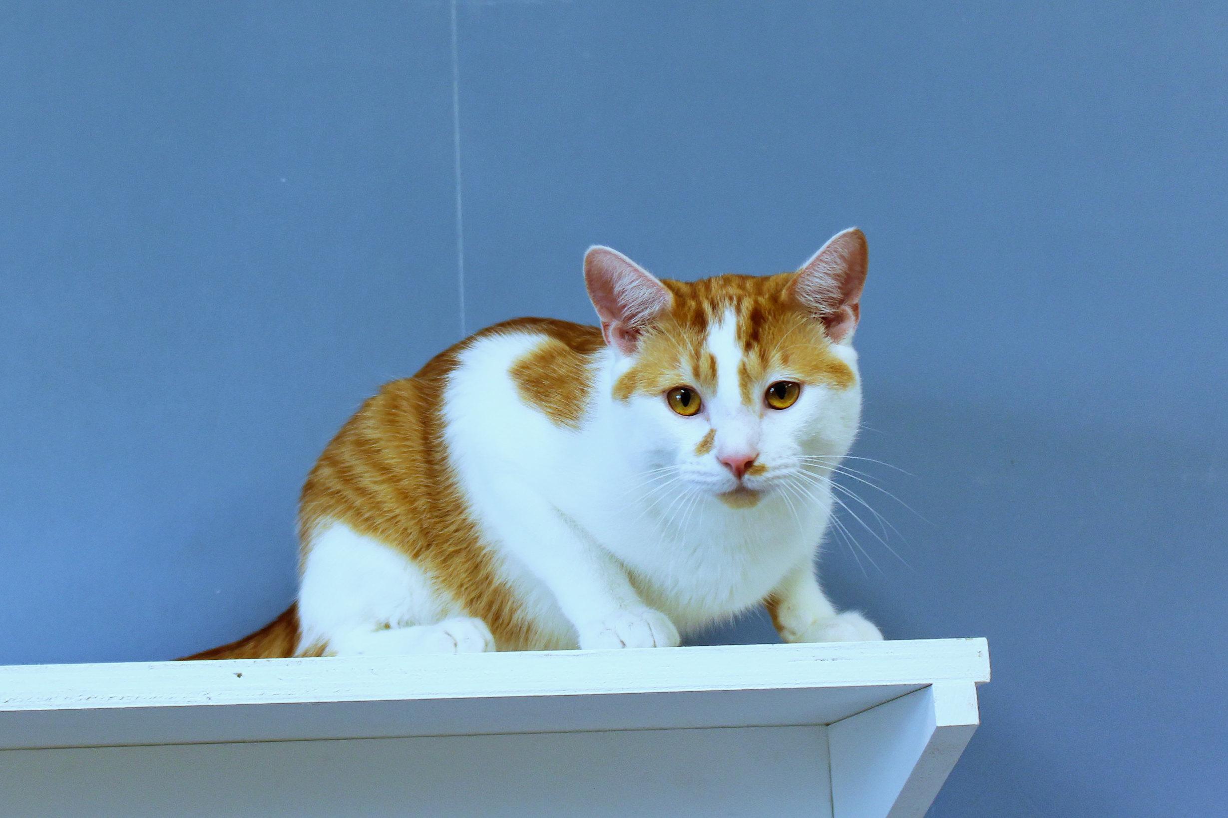 Enlarge Charlie, an adopted Domestic Short Hair in Urbana, OH image 1/6