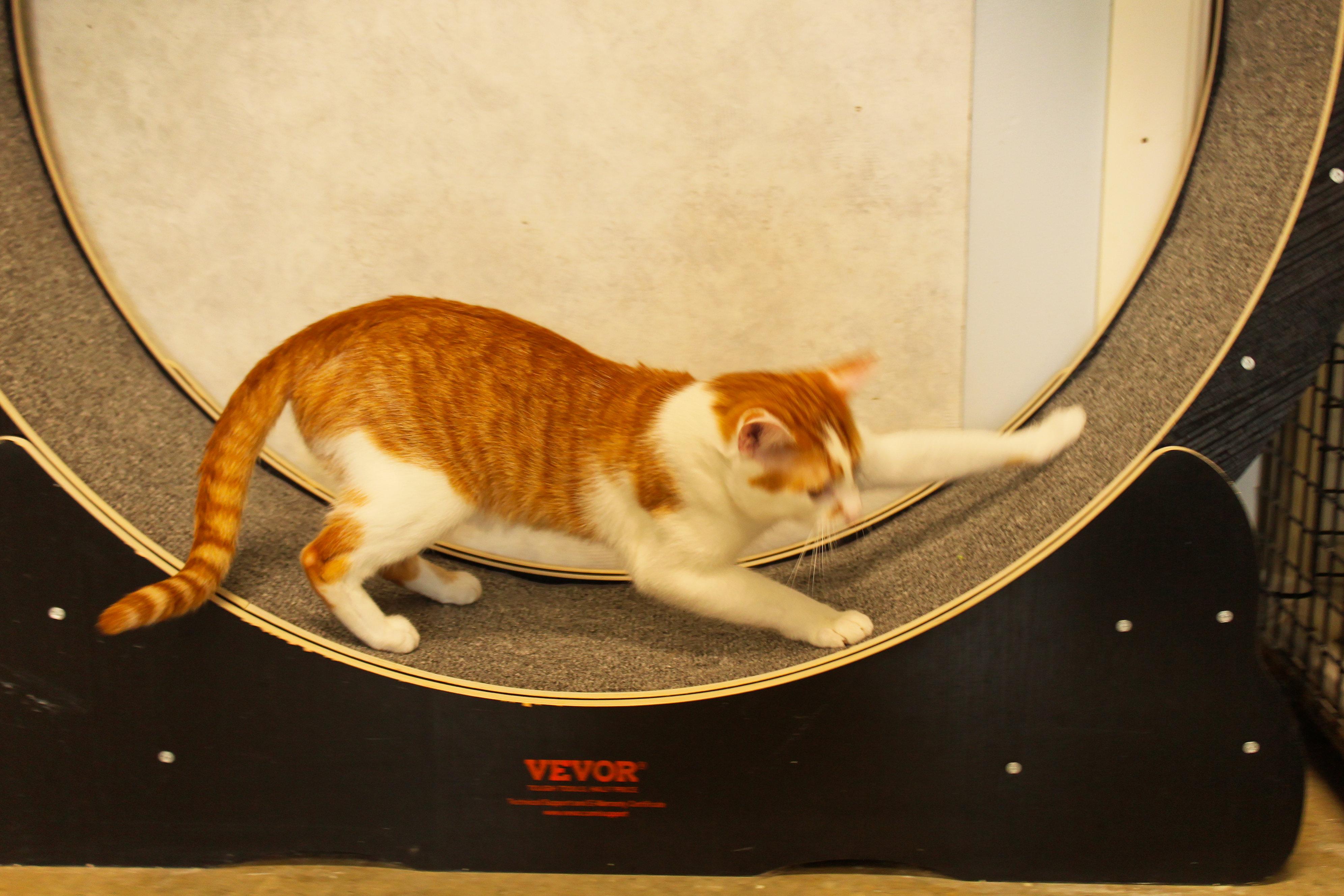 Enlarge Charlie, an adopted Domestic Short Hair in Urbana, OH image 6/6