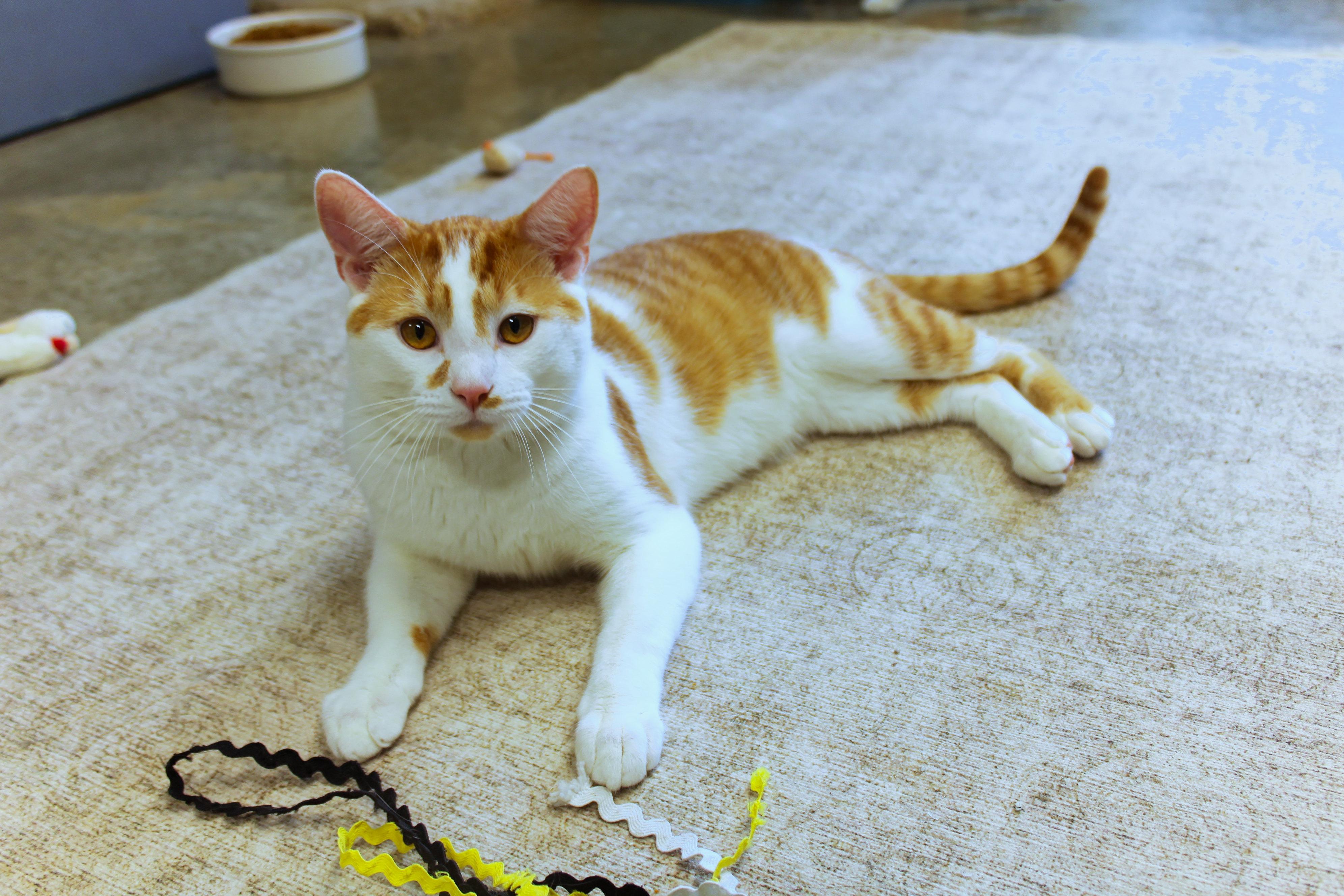 Enlarge Charlie, an adopted Domestic Short Hair in Urbana, OH image 5/6