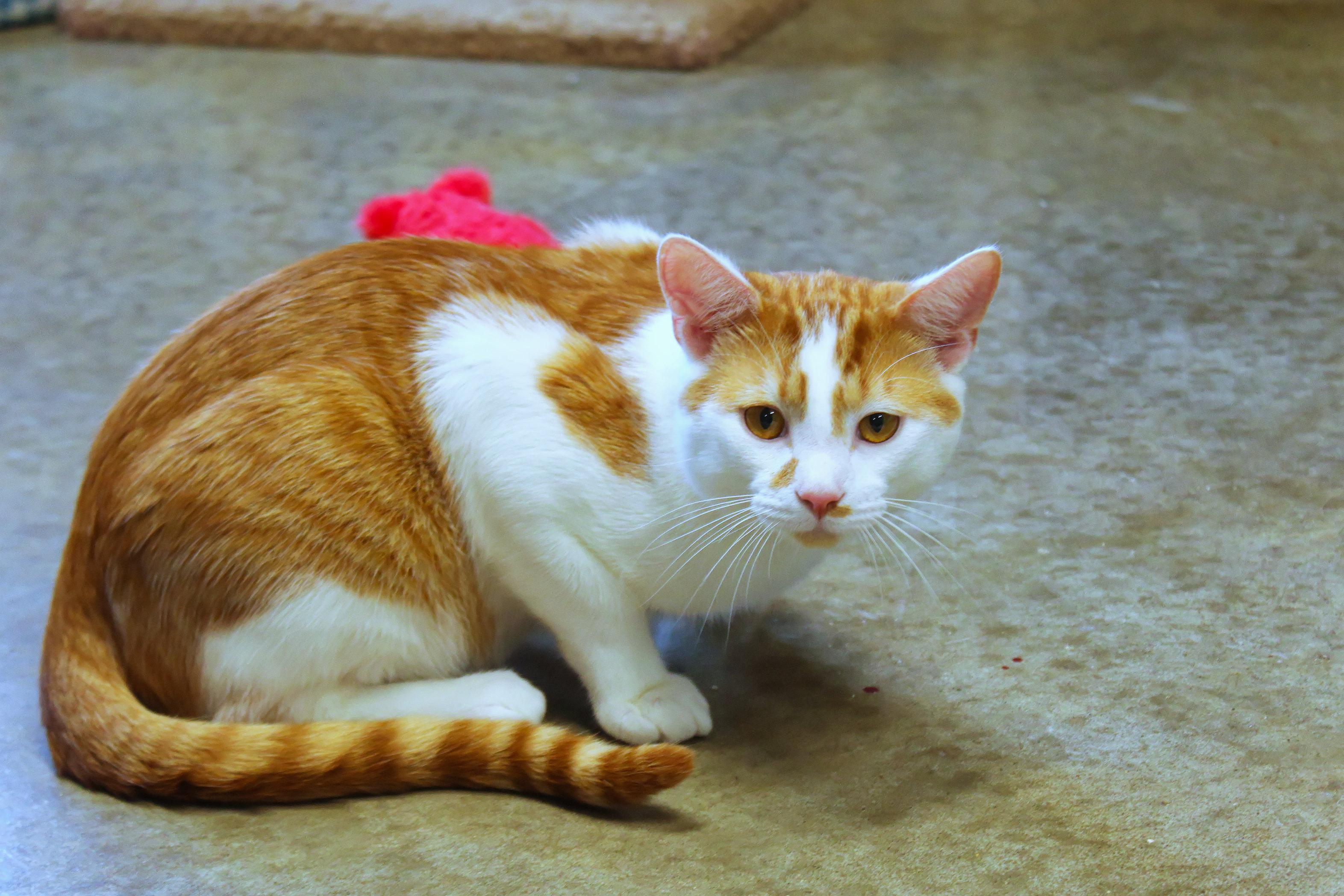 Enlarge Charlie, an adopted Domestic Short Hair in Urbana, OH image 2/6