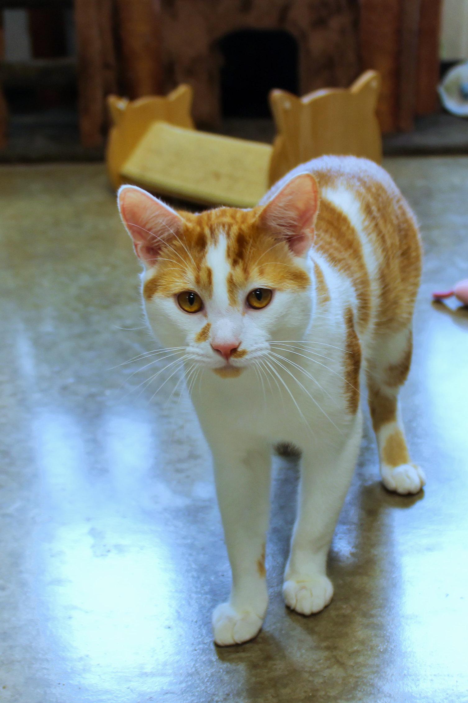 Enlarge Charlie, an adopted Domestic Short Hair in Urbana, OH image 3/6
