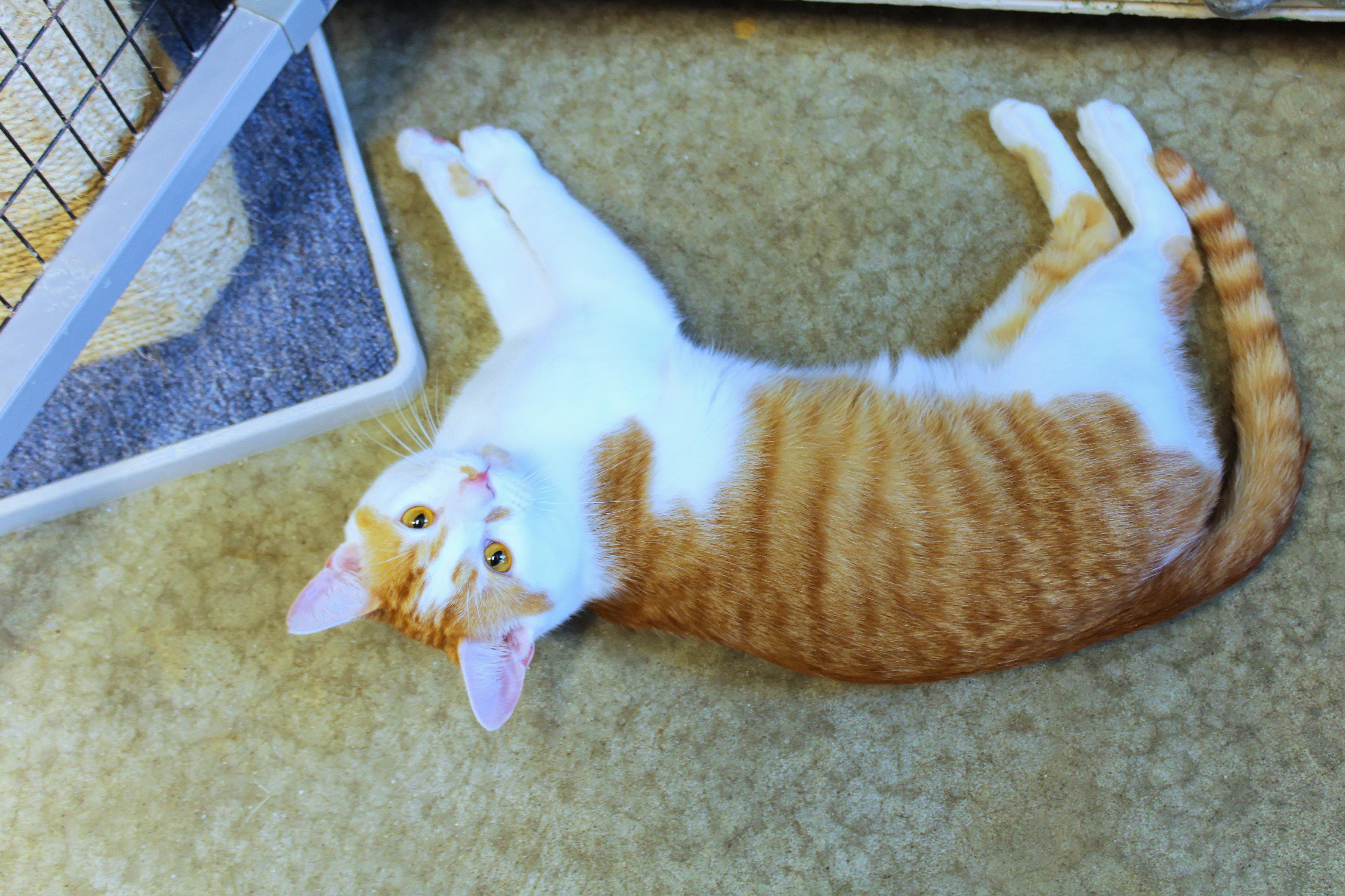 Enlarge Charlie, an adopted Domestic Short Hair in Urbana, OH image 4/6