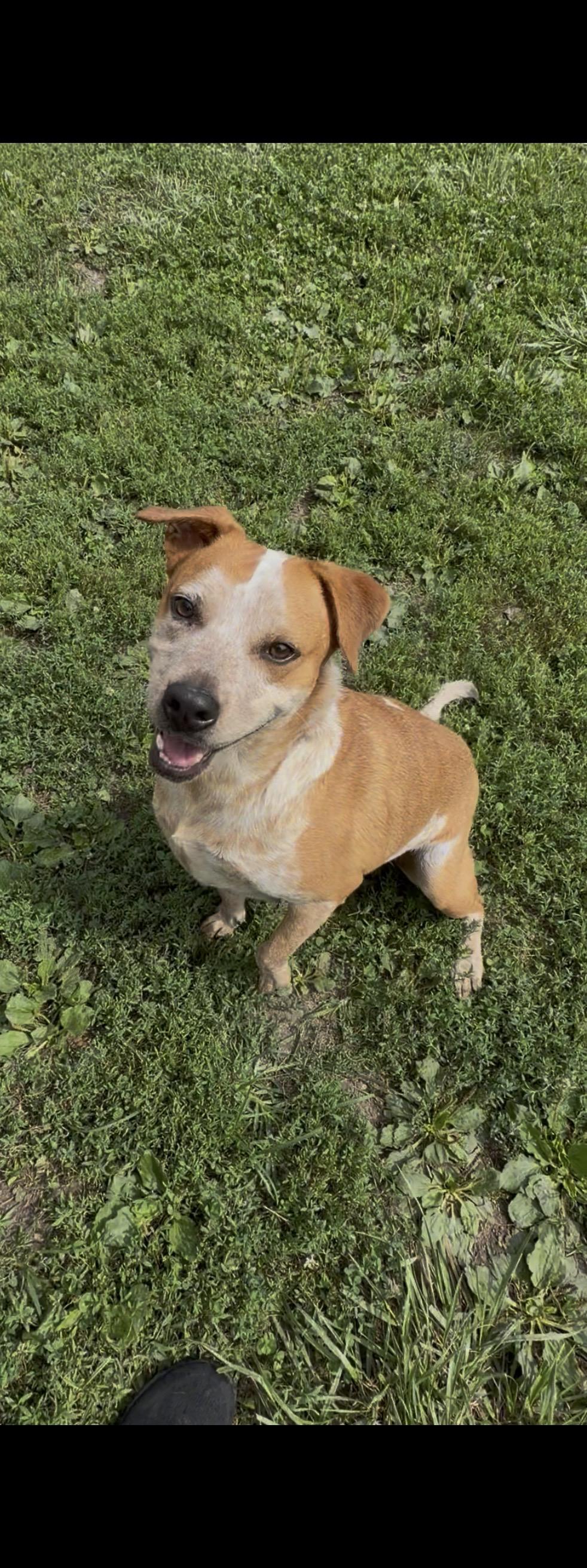 Wesson, Adopted, Adult Male Australian Cattle Dog / Blue Heeler.