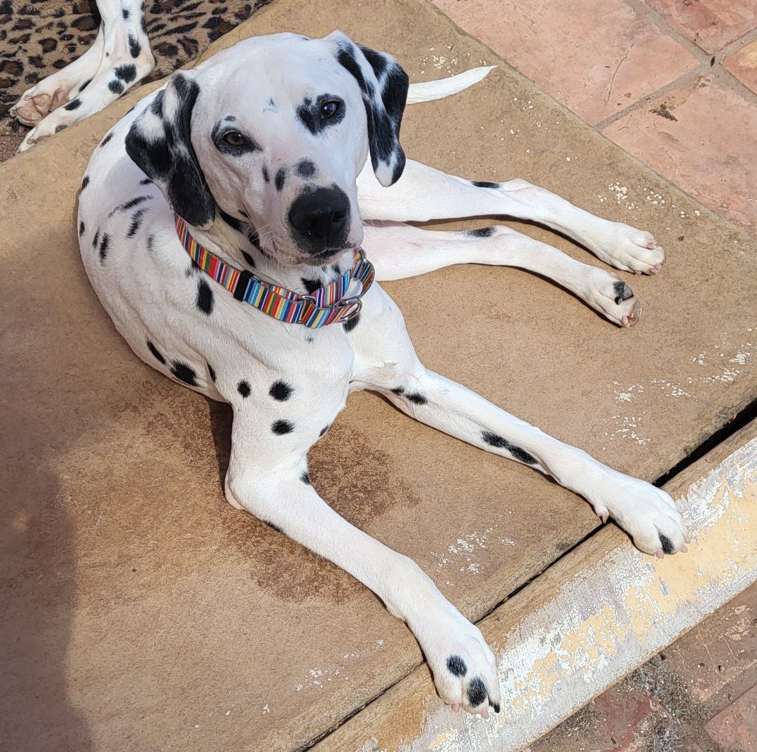 Krypto, an adoptable Dalmatian in Newport Beach, CA, 92660 | Photo Image 1