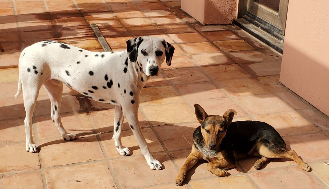 Krypto photo 4