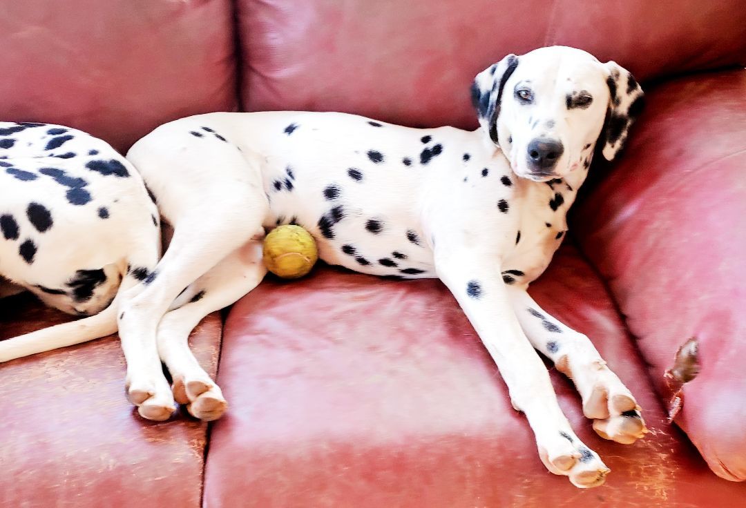 Krypto photo 3