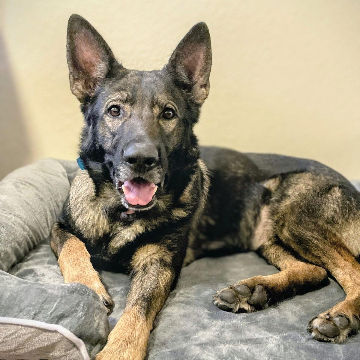 Trixie, Adoptable, Adult Female German Shepherd Dog.