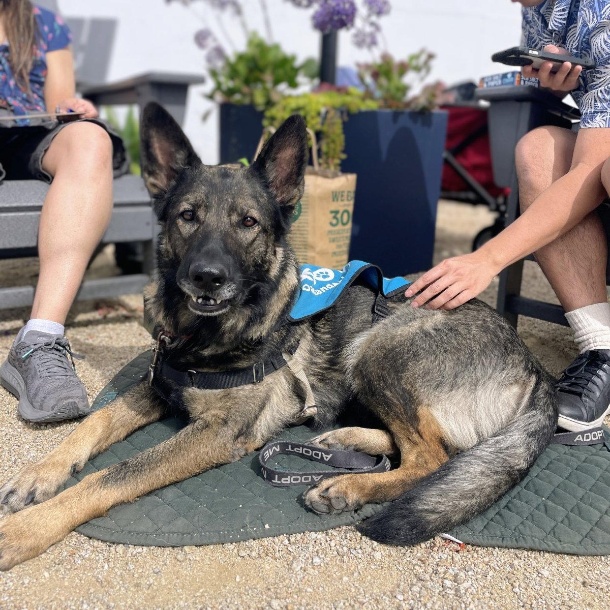 Enlarge Trixie, a Adoptable German Shepherd Dog in Oakland, CA image 2/3