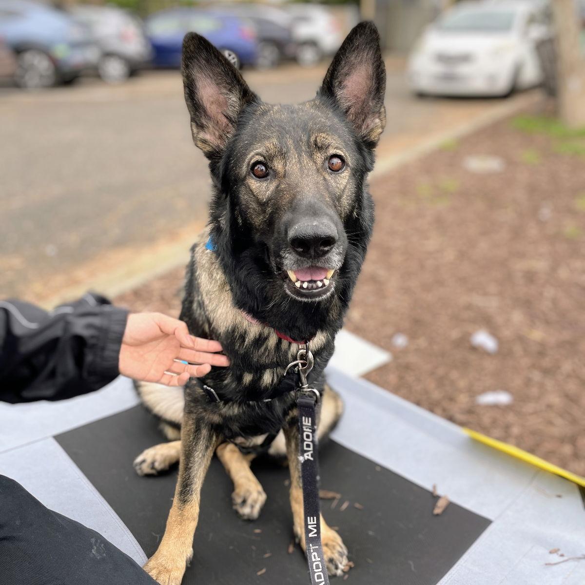 Enlarge Trixie, a Adoptable German Shepherd Dog in Oakland, CA image 2/3